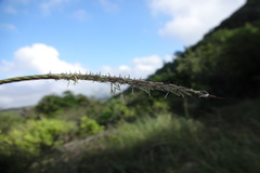 Enteropogon monostachyos